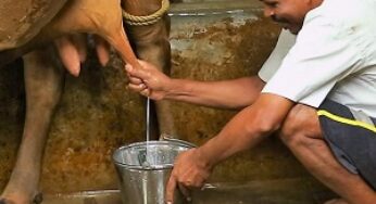 दुग्ध उत्पादन में उत्तर प्रदेश बना चैम्पियन, आखिर कैसे प्रदेश में बढ़ा दुग्ध का उत्पादन